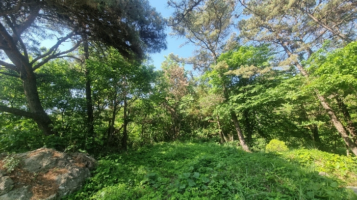 경상남도 김해시 한림면 안곡리 산17 임야 경매 사진 36