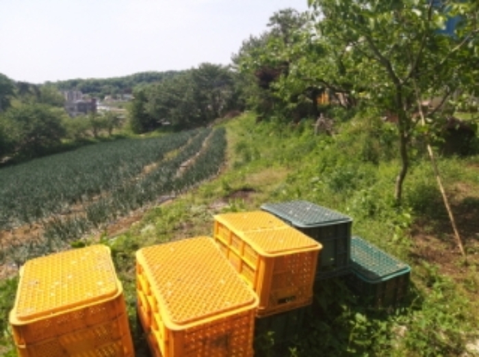 충청남도 당진시 송악읍 가학리 286-5 외 1필지 과수원 경매 사진 34
