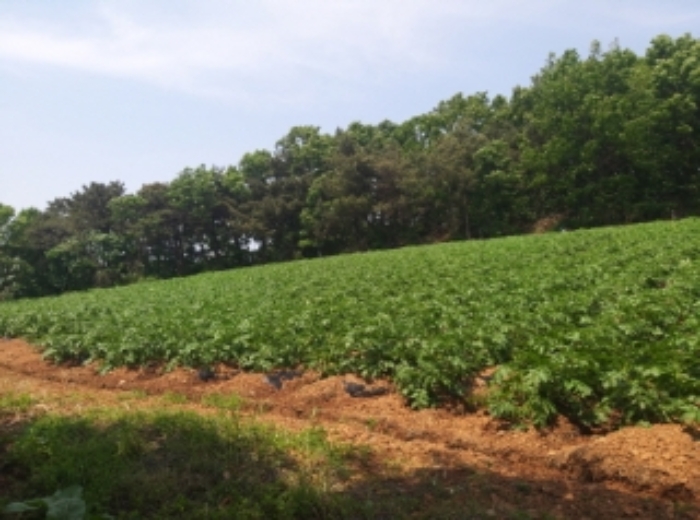 충청남도 당진시 송악읍 가학리 286-5 외 1필지 과수원 경매 사진 42
