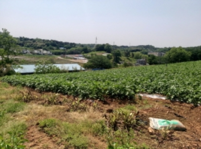 충청남도 당진시 송악읍 가학리 286-5 외 1필지 과수원 경매 사진 91