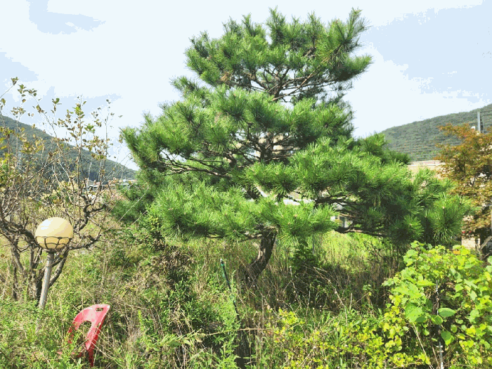 경기도 광주시 회덕동 156-3 외 2필지 과수원 경매 사진 13