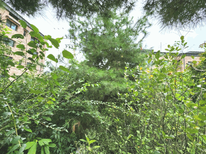 경기도 광주시 회덕동 156-3 외 2필지 과수원 경매 사진 22
