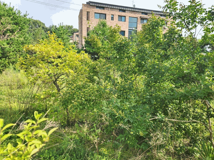경기도 광주시 회덕동 156-3 외 2필지 과수원 경매 사진 37