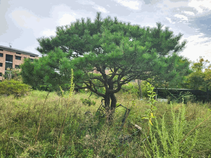 경기도 광주시 회덕동 156-3 외 2필지 과수원 경매 사진 43