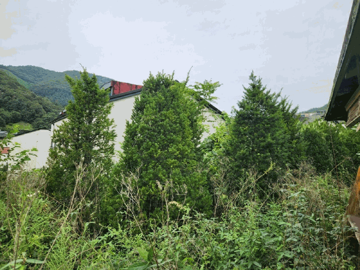 경기도 광주시 회덕동 156-3 외 2필지 과수원 경매 사진 46