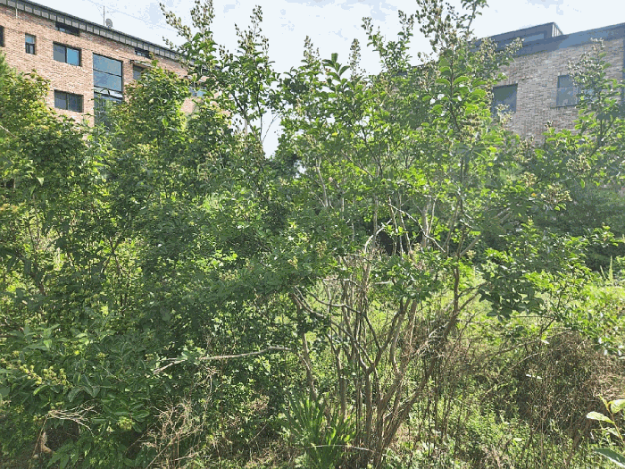 경기도 광주시 회덕동 156-3 외 2필지 과수원 경매 사진 47