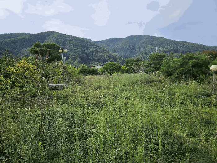 경기도 광주시 회덕동 156-3 외 2필지 과수원 경매 사진 8