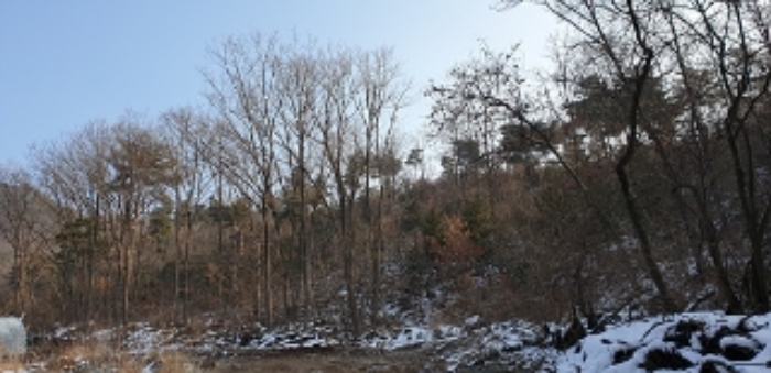 충청남도 예산군 예산읍 향천리 15-5 외 2필지 임야 경매 사진 13