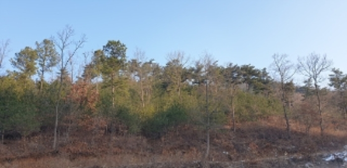 충청남도 예산군 예산읍 향천리 15-5 외 2필지 임야 경매 사진 15