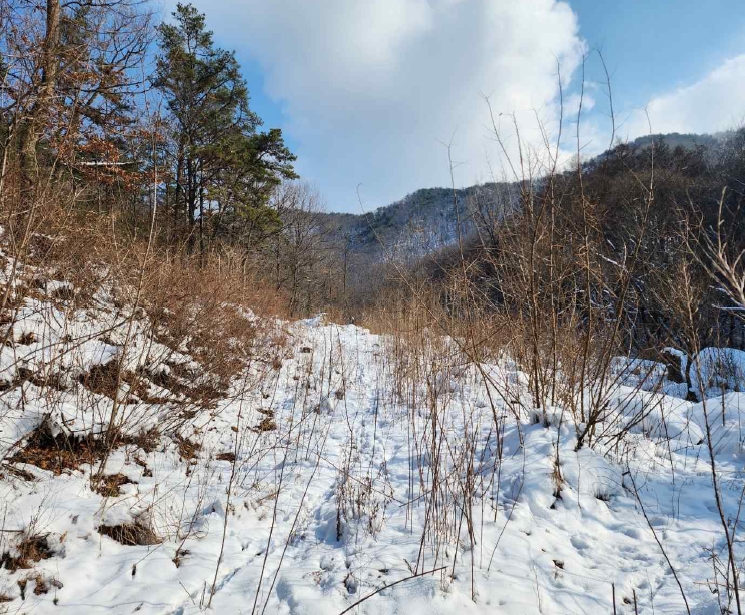 충청남도 예산군 예산읍 향천리 15-5 외 2필지 임야 경매 사진 5