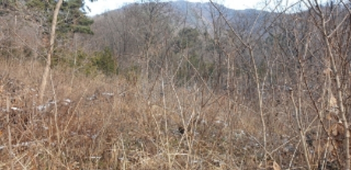 충청남도 예산군 예산읍 향천리 22 외 2필지 전 경매 사진 5