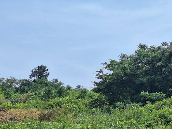 전라남도 영암군 신북면 월평리 342 전 경매 사진 13