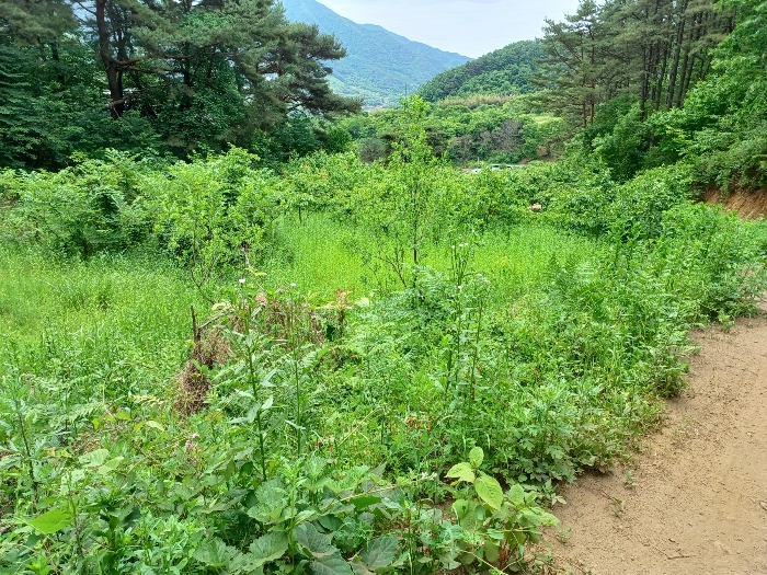 경상남도 산청군 삼장면 석남리 344 전 경매 사진 12