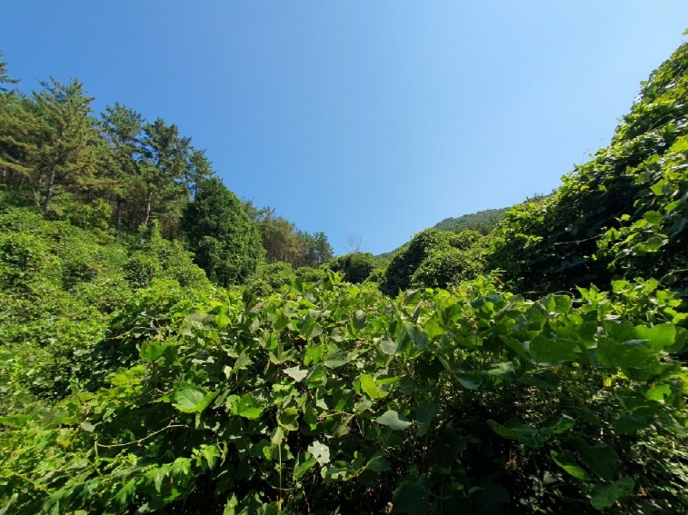 경상남도 거제시 동부면 오송리 84 외 1필지 답 경매 사진 2