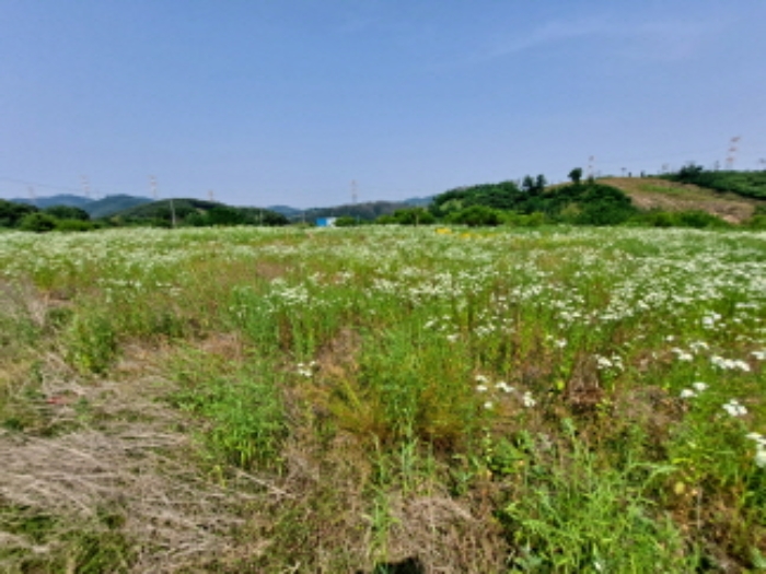 충청남도 서산시 운산면 고산리 423-21 외 3필지 임야 경매 사진 7