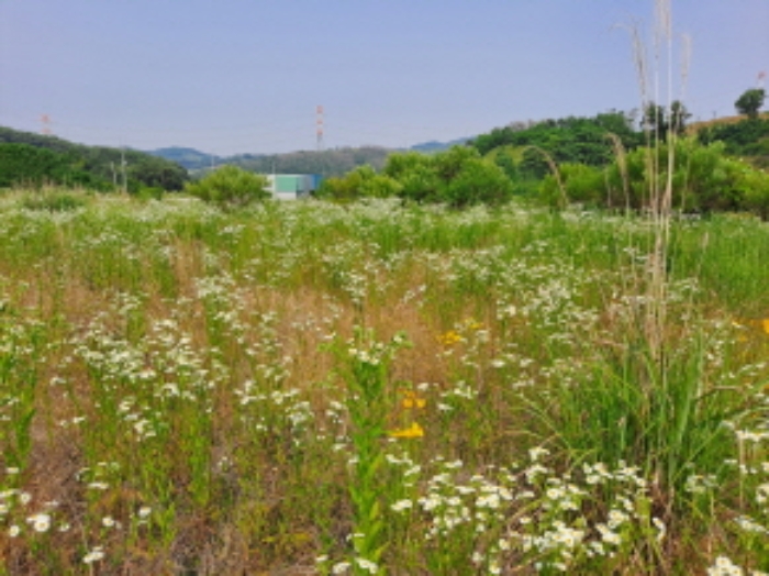 충청남도 서산시 운산면 고산리 423-21 외 3필지 임야 경매 사진 8
