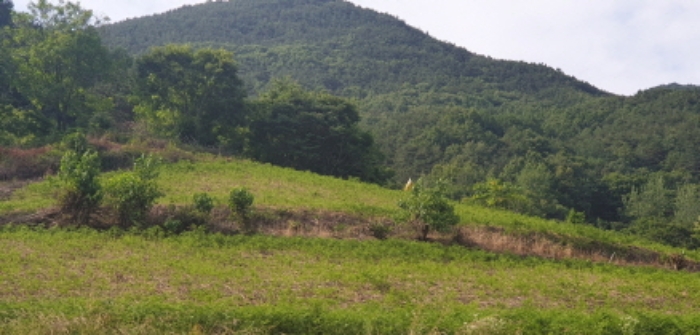 경상남도 함양군 마천면 가흥리 149 외 1필지 전 경매 사진 3