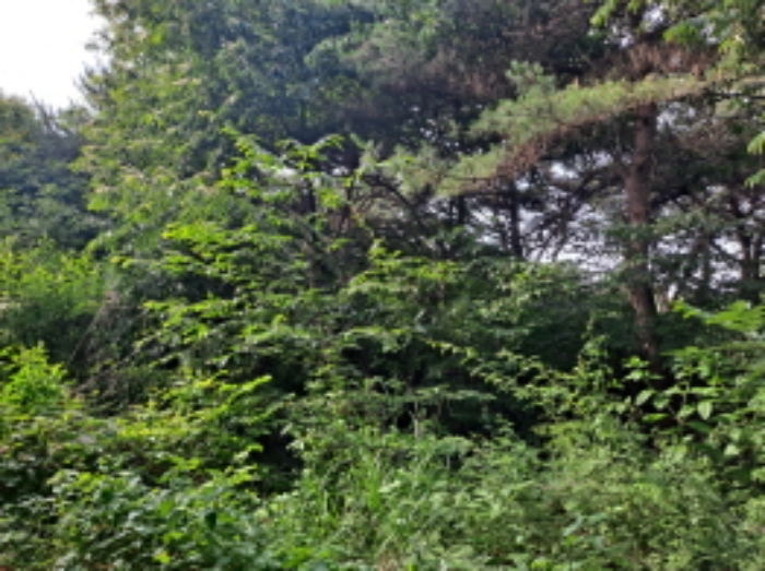 충청남도 서산시 운산면 갈산리 산116 임야 경매 사진 41