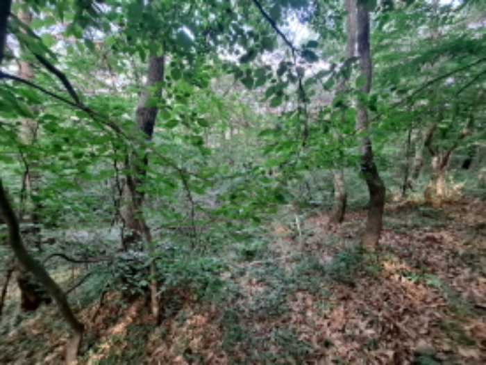 충청남도 서산시 운산면 갈산리 산116 임야 경매 사진 42