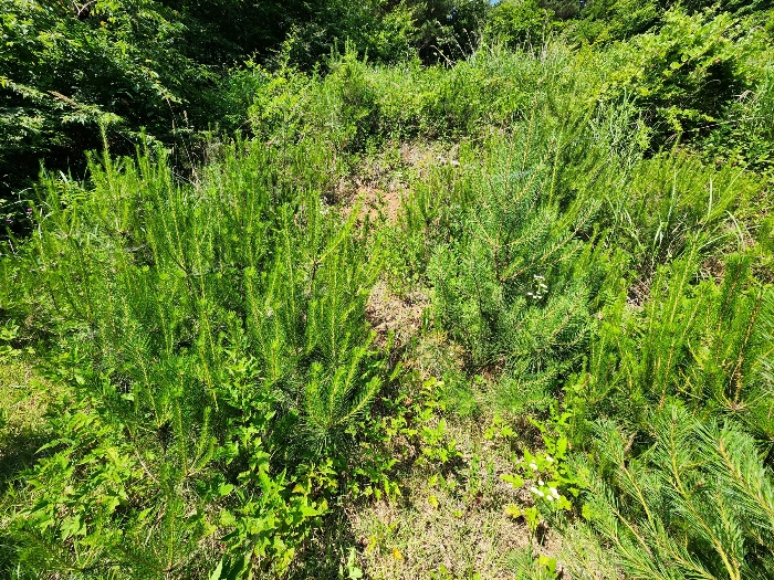 충청남도 서산시 운산면 갈산리 산116 임야 경매 사진 49
