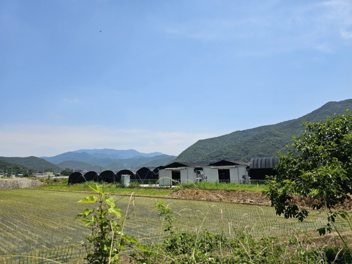 경상남도 밀양시 무안면 양효리 242 외 1필지 동물및식물관련시설 경매 사진 27