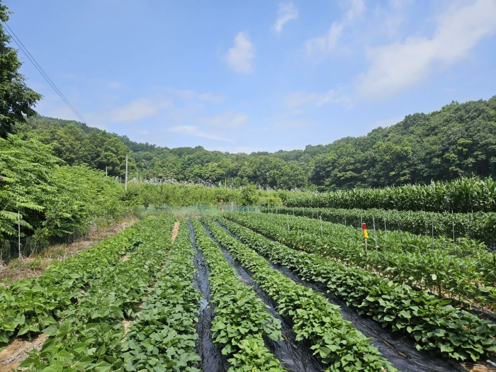 충청북도 충주시 중앙탑면 용전리 453 전 경매 사진 9