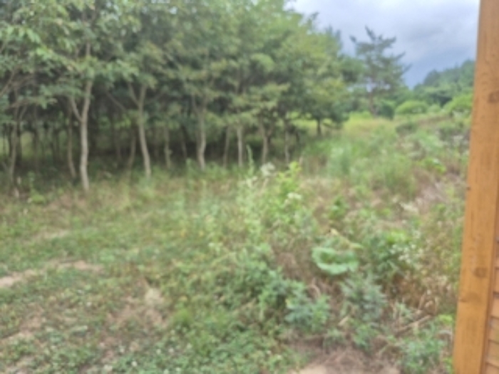 전라남도 화순군 도곡면 쌍옥리 263-7 외 3필지 창고시설 경매 사진 5