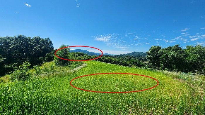 충청남도 금산군 금산읍 신대리 161 전 경매 사진 7