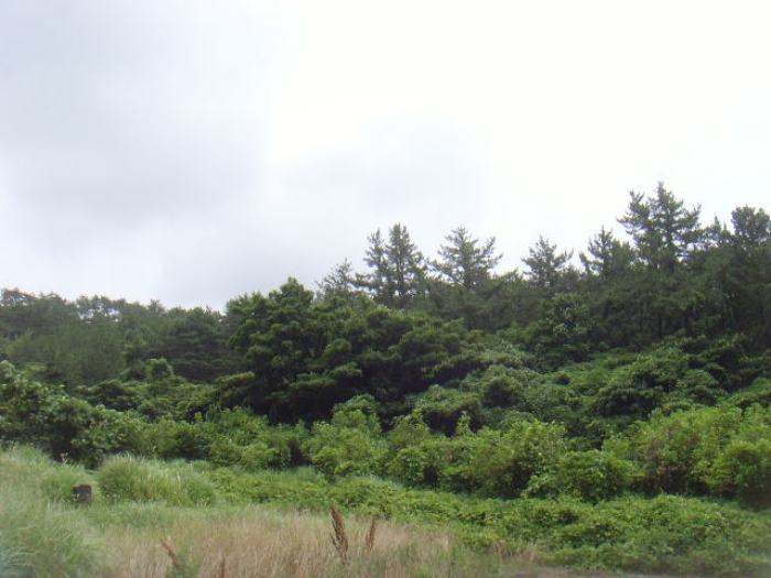 전라남도 완도군 노화읍 도청리 167 전 경매 사진 1