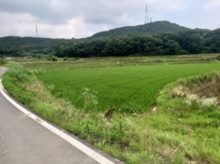 충청남도 당진시 송악읍 석포리 104 외 1필지 답 경매 사진 2