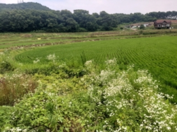 충청남도 당진시 송악읍 석포리 104 외 1필지 답 경매 사진 11