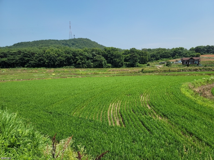 충청남도 당진시 송악읍 석포리 104 외 1필지 답 경매 사진 13