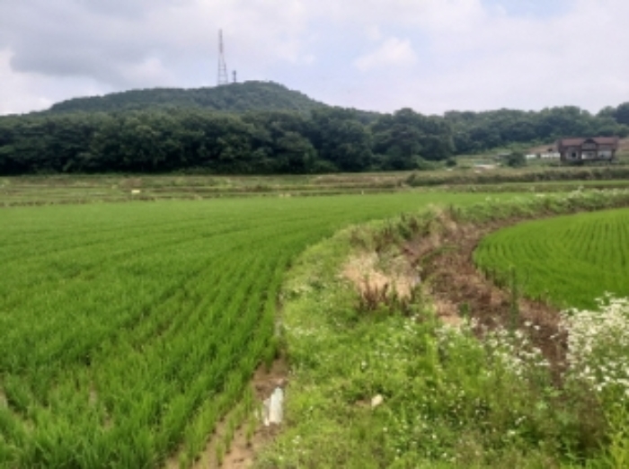 충청남도 당진시 송악읍 석포리 104 외 1필지 답 경매 사진 3