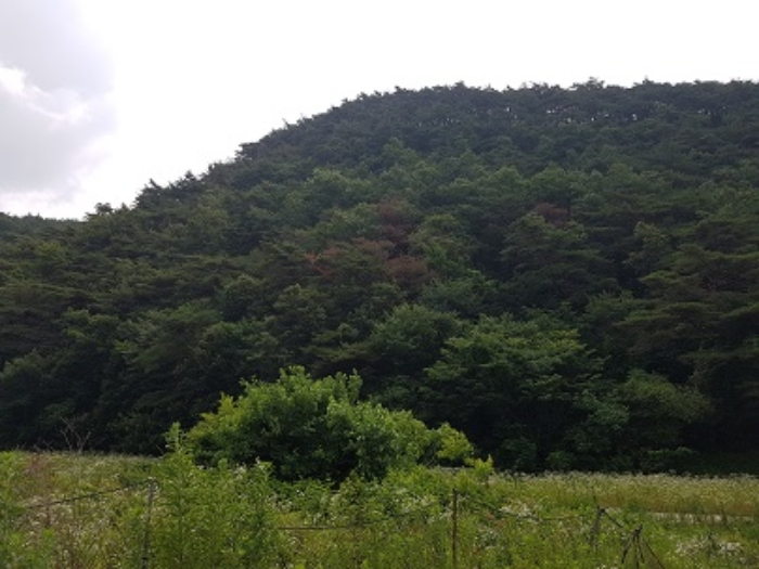 경상북도 의성군 점곡면 사촌리 산7 외 5필지 임야 경매 사진 1