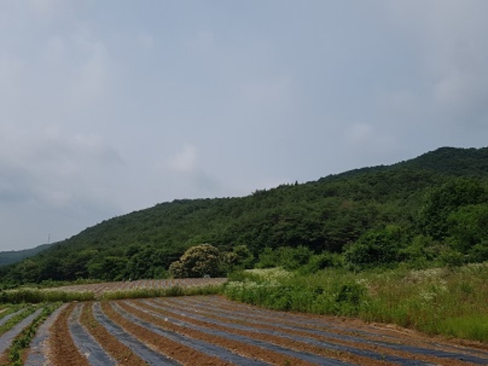 경상북도 의성군 점곡면 사촌리 산7 외 5필지 임야 경매 사진 2
