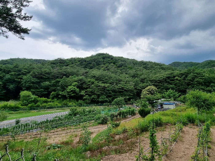 경상북도 의성군 점곡면 사촌리 산7 외 5필지 임야 경매 사진 6
