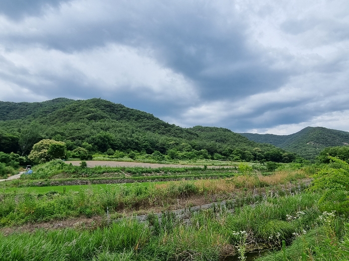 경상북도 의성군 점곡면 사촌리 산7 외 5필지 임야 경매 사진 9