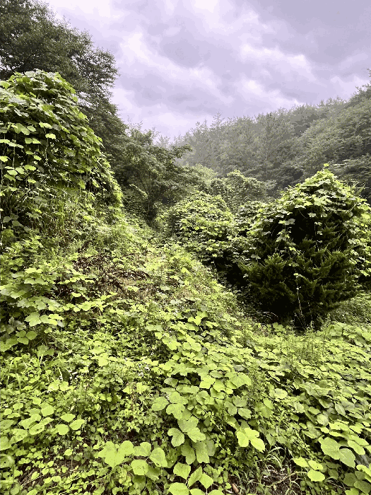 경상남도 진주시 집현면 덕오리 1235 외 20필지 단독주택 경매 사진 43