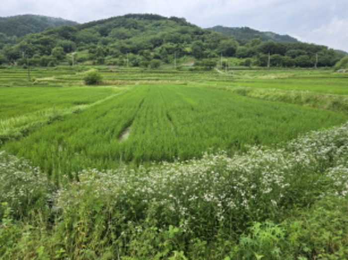 경상남도 함양군 안의면 초동리 699 외 9필지 전 경매 사진 2
