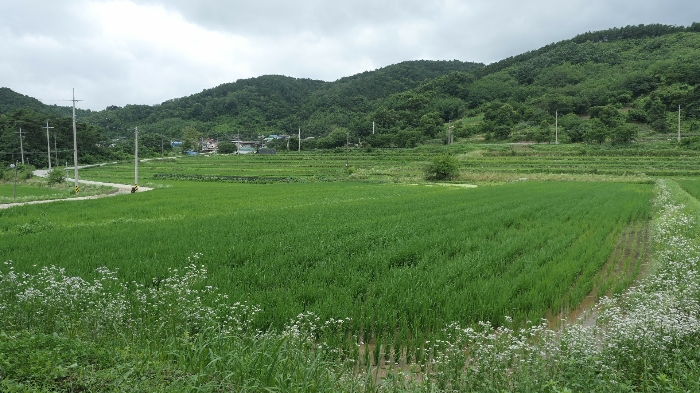 경상남도 함양군 안의면 초동리 699 외 9필지 전 경매 사진 22