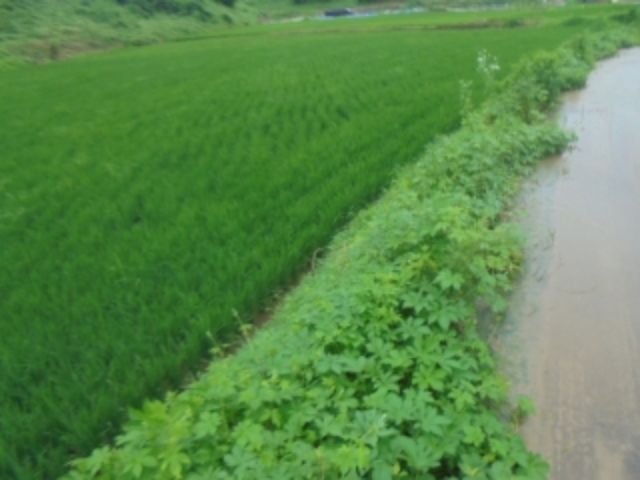충청북도 충주시 앙성면 강천리 70-2 답 경매 사진 8