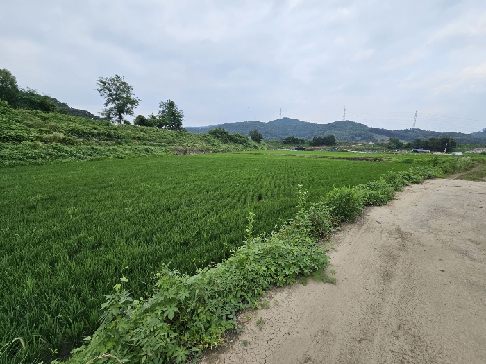 충청북도 충주시 앙성면 강천리 70-2 답 경매 사진 10