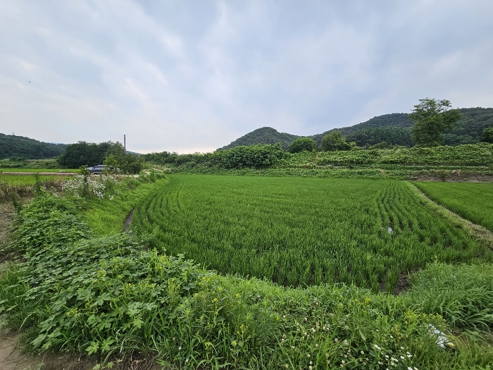 충청북도 충주시 앙성면 강천리 70-2 답 경매 사진 11