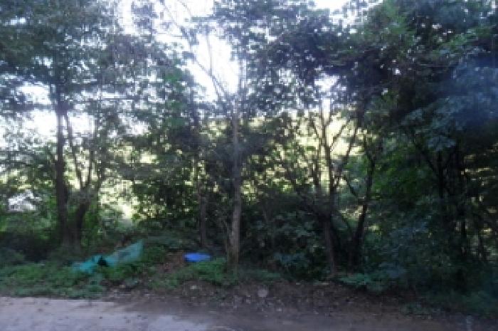 전북특별자치도 정읍시 산내면 종성리 483 외 8필지 동물및식물관련시설 경매 사진 29