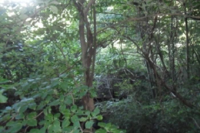 전북특별자치도 정읍시 산내면 종성리 483 외 8필지 동물및식물관련시설 경매 사진 30