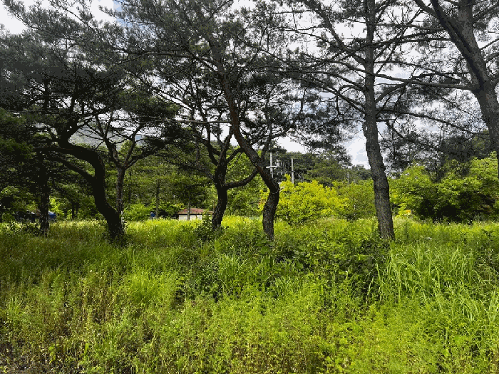 충청북도 충주시 동량면 하천리 443-14 외 21필지 유원지 경매 사진 16