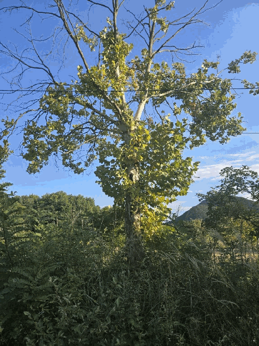 충청북도 충주시 동량면 하천리 443-14 외 21필지 유원지 경매 사진 30