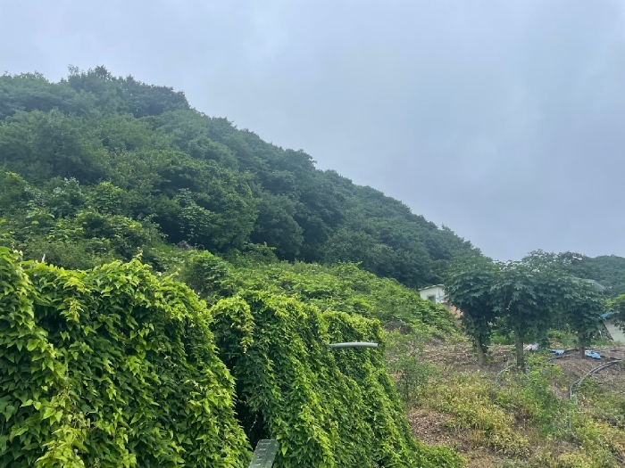 경상북도 경주시 황용동 107 외 20필지 답 경매 사진 9