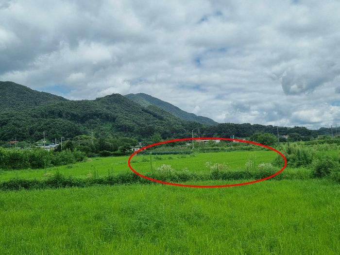 충청북도 음성군 원남면 보천리 346 답 경매 사진 2