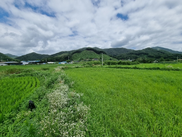 충청북도 음성군 원남면 보천리 346 답 경매 사진 3